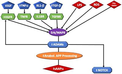 APPlications of amyloid-β precursor protein metabolites in macrocephaly and autism spectrum disorder